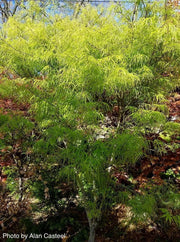 - FOR PICKUP ONLY | Acer palmatum 'Koto-no-ito' Japanese Maple | DOES NOT SHIP - Mr Maple │ Buy Japanese Maple Trees