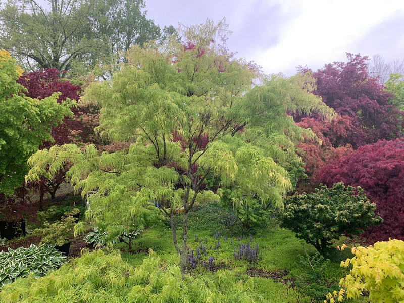 - FOR PICKUP ONLY | Acer palmatum 'Koto-no-ito' Japanese Maple | DOES NOT SHIP - Mr Maple │ Buy Japanese Maple Trees