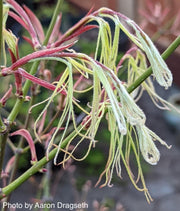 - FOR PICKUP ONLY | Acer palmatum 'Koto-no-ito' Japanese Maple | DOES NOT SHIP - Mr Maple │ Buy Japanese Maple Trees