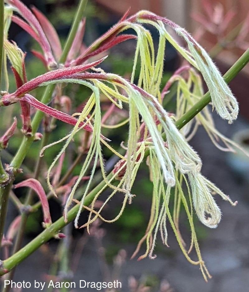 - FOR PICKUP ONLY | Acer palmatum 'Koto-no-ito' Japanese Maple | DOES NOT SHIP - Mr Maple │ Buy Japanese Maple Trees