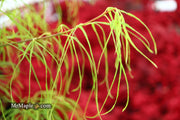- FOR PICKUP ONLY | Acer palmatum 'Koto-no-ito' Japanese Maple | DOES NOT SHIP - Mr Maple │ Buy Japanese Maple Trees