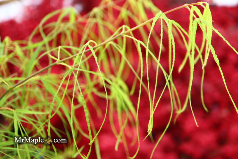 - FOR PICKUP ONLY | Acer palmatum 'Koto-no-ito' Japanese Maple | DOES NOT SHIP - Mr Maple │ Buy Japanese Maple Trees