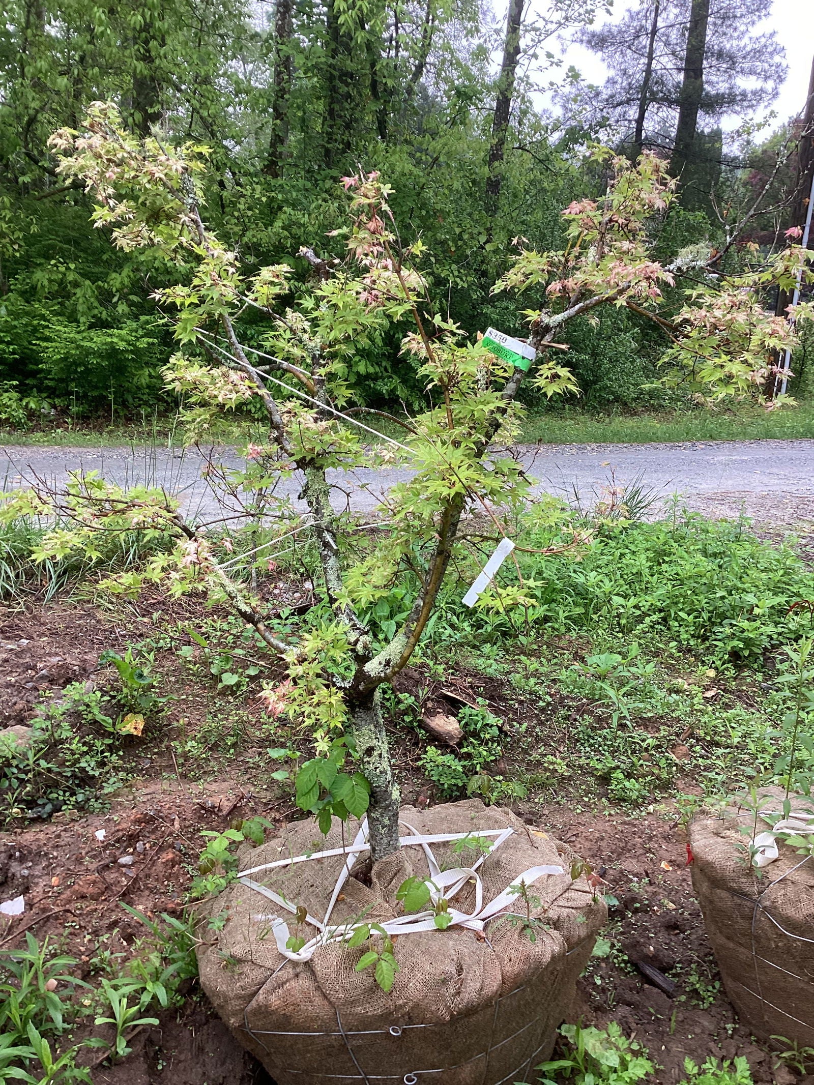 Buy Acer palmatum 'Kotobuki' Rare Pink Variegated Japanese Maple
