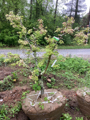 - FOR PICKUP ONLY | Acer palmatum 'Kotobuki' Rare Pink Variegated Japanese Maple | DOES NOT SHIP - Mr Maple │ Buy Japanese Maple Trees