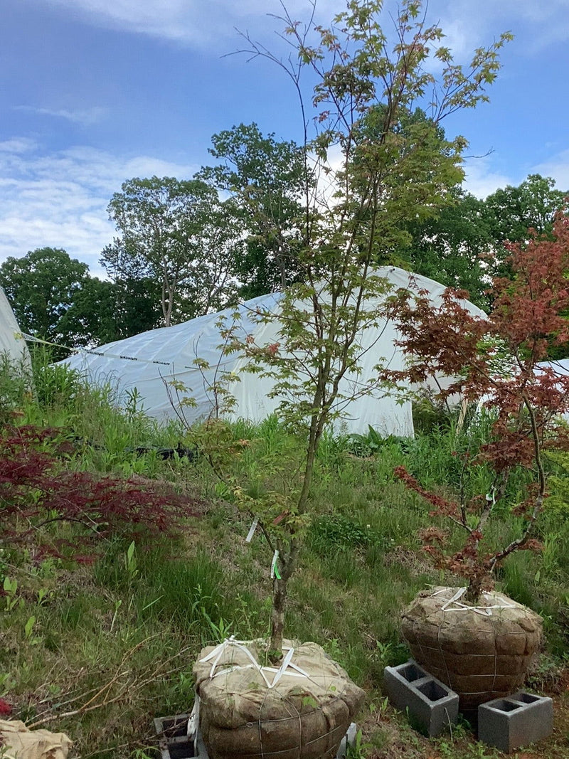 - FOR PICKUP ONLY | Acer palmatum 'Kotobuki' Rare Pink Variegated Japanese Maple | DOES NOT SHIP - Mr Maple │ Buy Japanese Maple Trees