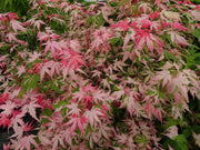 - FOR PICKUP ONLY | Acer palmatum 'Kotobuki' Rare Pink Variegated Japanese Maple | DOES NOT SHIP - Mr Maple │ Buy Japanese Maple Trees