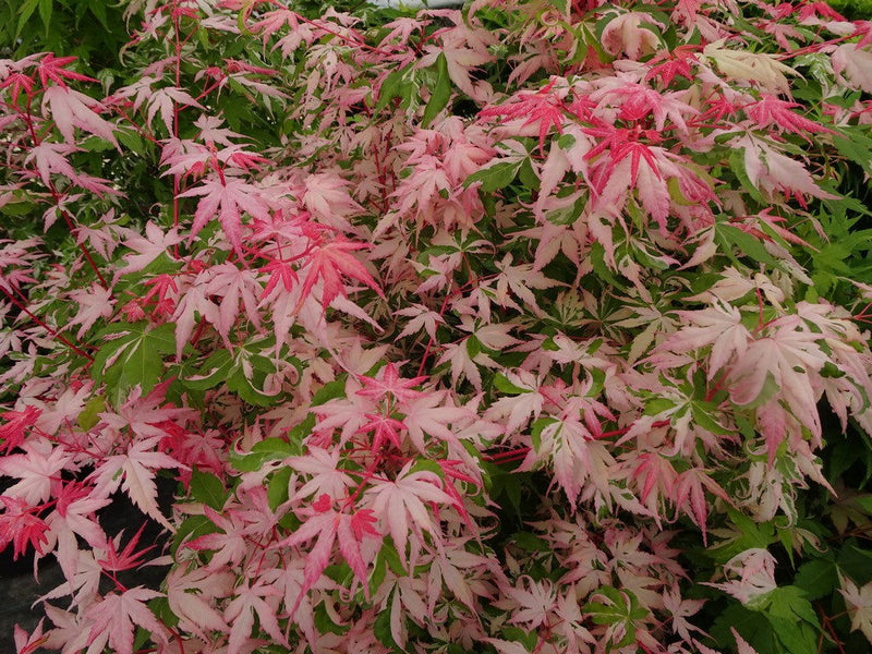 - FOR PICKUP ONLY | Acer palmatum 'Kotobuki' Rare Pink Variegated Japanese Maple | DOES NOT SHIP - Mr Maple │ Buy Japanese Maple Trees