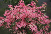 - FOR PICKUP ONLY | Acer palmatum 'Kotobuki' Rare Pink Variegated Japanese Maple | DOES NOT SHIP - Mr Maple │ Buy Japanese Maple Trees
