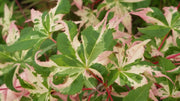 - FOR PICKUP ONLY | Acer palmatum 'Kotobuki' Rare Pink Variegated Japanese Maple | DOES NOT SHIP - Mr Maple │ Buy Japanese Maple Trees