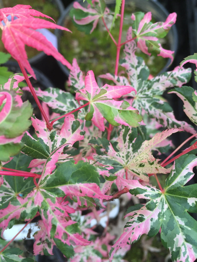 - FOR PICKUP ONLY | Acer palmatum 'Kotobuki' Rare Pink Variegated Japanese Maple | DOES NOT SHIP - Mr Maple │ Buy Japanese Maple Trees