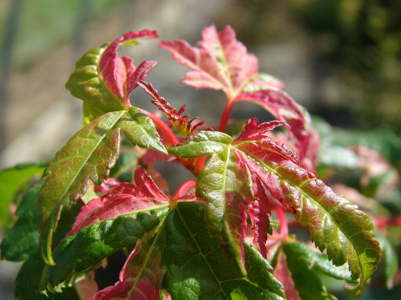 - FOR PICKUP ONLY | Acer palmatum 'Kotobuki' Rare Pink Variegated Japanese Maple | DOES NOT SHIP - Mr Maple │ Buy Japanese Maple Trees