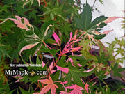 - FOR PICKUP ONLY | Acer palmatum 'Kotobuki' Rare Pink Variegated Japanese Maple | DOES NOT SHIP - Mr Maple │ Buy Japanese Maple Trees