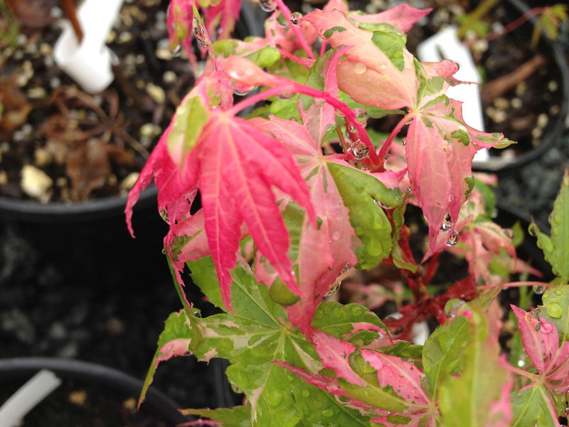 - FOR PICKUP ONLY | Acer palmatum 'Kotobuki' Rare Pink Variegated Japanese Maple | DOES NOT SHIP - Mr Maple │ Buy Japanese Maple Trees