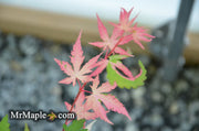 - FOR PICKUP ONLY | Acer palmatum 'Kotobuki' Rare Pink Variegated Japanese Maple | DOES NOT SHIP - Mr Maple │ Buy Japanese Maple Trees