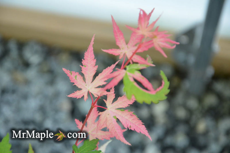- FOR PICKUP ONLY | Acer palmatum 'Kotobuki' Rare Pink Variegated Japanese Maple | DOES NOT SHIP - Mr Maple │ Buy Japanese Maple Trees
