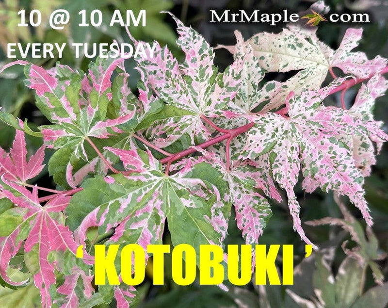 - FOR PICKUP ONLY | Acer palmatum 'Kotobuki' Rare Pink Variegated Japanese Maple | DOES NOT SHIP - Mr Maple │ Buy Japanese Maple Trees