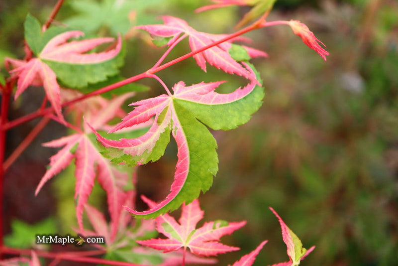 - FOR PICKUP ONLY | Acer palmatum 'Kotobuki' Rare Pink Variegated Japanese Maple | DOES NOT SHIP - Mr Maple │ Buy Japanese Maple Trees
