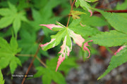 - FOR PICKUP ONLY | Acer palmatum 'Kotobuki' Rare Pink Variegated Japanese Maple | DOES NOT SHIP - Mr Maple │ Buy Japanese Maple Trees