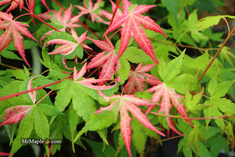 - FOR PICKUP ONLY | Acer palmatum 'Kotobuki' Rare Pink Variegated Japanese Maple | DOES NOT SHIP - Mr Maple │ Buy Japanese Maple Trees