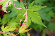 - FOR PICKUP ONLY | Acer palmatum 'Kotobuki' Rare Pink Variegated Japanese Maple | DOES NOT SHIP - Mr Maple │ Buy Japanese Maple Trees