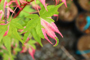 - FOR PICKUP ONLY | Acer palmatum 'Kotobuki' Rare Pink Variegated Japanese Maple | DOES NOT SHIP - Mr Maple │ Buy Japanese Maple Trees