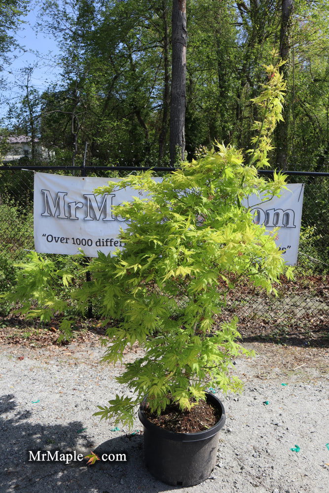 - FOR PICKUP ONLY | Acer palmatum 'Koyuki' Japanese Maple | DOES NOT SHIP - Mr Maple │ Buy Japanese Maple Trees