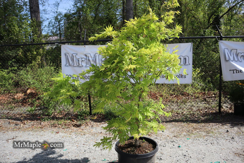 - FOR PICKUP ONLY | Acer palmatum 'Koyuki' Japanese Maple | DOES NOT SHIP - Mr Maple │ Buy Japanese Maple Trees