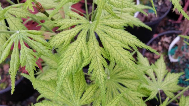 - FOR PICKUP ONLY | Acer palmatum 'Koyuki' Japanese Maple | DOES NOT SHIP - Mr Maple │ Buy Japanese Maple Trees