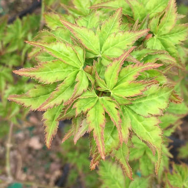 - FOR PICKUP ONLY | Acer palmatum 'Krazy Krinkle' Japanese Maple | DOES NOT SHIP - Mr Maple │ Buy Japanese Maple Trees