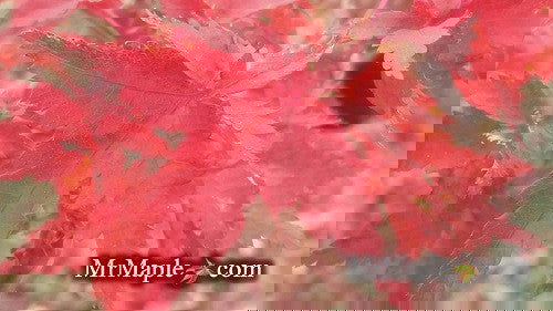 - FOR PICKUP ONLY | Acer palmatum 'Krazy Krinkle' Japanese Maple | DOES NOT SHIP - Mr Maple │ Buy Japanese Maple Trees