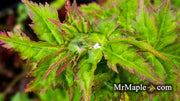 - FOR PICKUP ONLY | Acer palmatum 'Krazy Krinkle' Japanese Maple | DOES NOT SHIP - Mr Maple │ Buy Japanese Maple Trees
