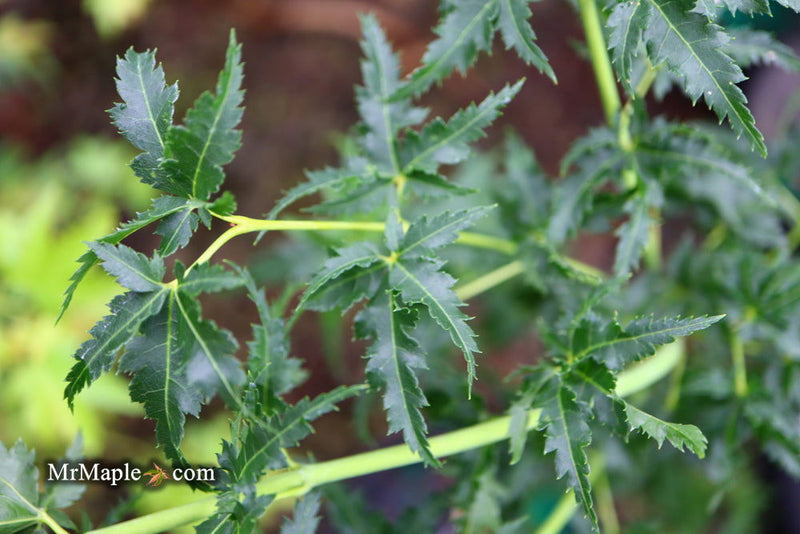 - FOR PICKUP ONLY | Acer palmatum 'Krazy Krinkle' Japanese Maple | DOES NOT SHIP - Mr Maple │ Buy Japanese Maple Trees