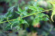- FOR PICKUP ONLY | Acer palmatum 'Krazy Krinkle' Japanese Maple | DOES NOT SHIP - Mr Maple │ Buy Japanese Maple Trees