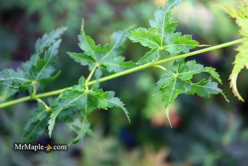 - FOR PICKUP ONLY | Acer palmatum 'Krazy Krinkle' Japanese Maple | DOES NOT SHIP - Mr Maple │ Buy Japanese Maple Trees