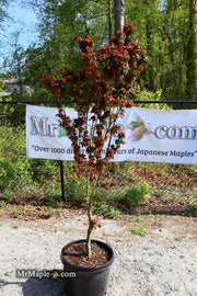 - FOR PICKUP ONLY | Acer palmatum 'Kurenai jishi' Red Lion Japanese Maple | DOES NOT SHIP - Mr Maple │ Buy Japanese Maple Trees