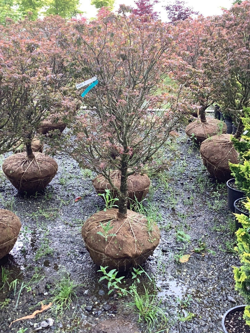 - FOR PICKUP ONLY | Acer palmatum 'Kurenai jishi' Red Lion Japanese Maple | DOES NOT SHIP - Mr Maple │ Buy Japanese Maple Trees