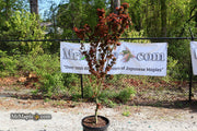 - FOR PICKUP ONLY | Acer palmatum 'Kurenai jishi' Red Lion Japanese Maple | DOES NOT SHIP - Mr Maple │ Buy Japanese Maple Trees