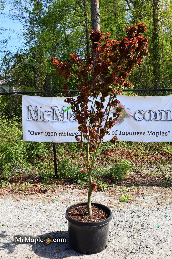 - FOR PICKUP ONLY | Acer palmatum 'Kurenai jishi' Red Lion Japanese Maple | DOES NOT SHIP - Mr Maple │ Buy Japanese Maple Trees