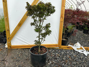 - FOR PICKUP ONLY | Acer palmatum 'Kurenai jishi' Red Lion Japanese Maple | DOES NOT SHIP - Mr Maple │ Buy Japanese Maple Trees
