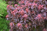 - FOR PICKUP ONLY | Acer palmatum 'Kurenai jishi' Red Lion Japanese Maple | DOES NOT SHIP - Mr Maple │ Buy Japanese Maple Trees
