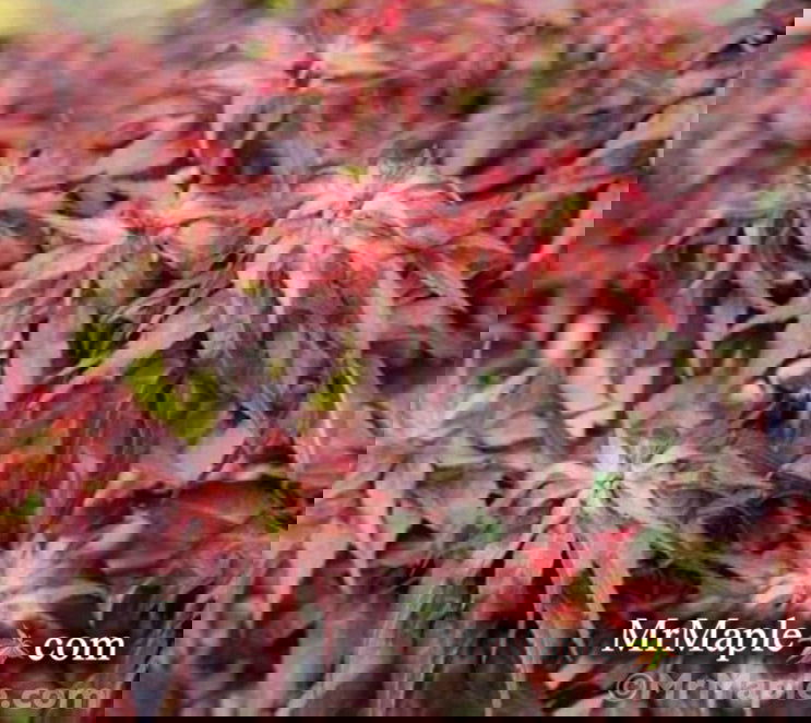 - FOR PICKUP ONLY | Acer palmatum 'Kurenai jishi' Red Lion Japanese Maple | DOES NOT SHIP - Mr Maple │ Buy Japanese Maple Trees