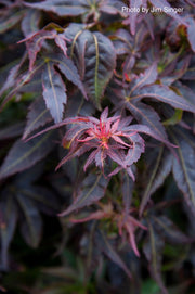 - FOR PICKUP ONLY | Acer palmatum 'Kurenai jishi' Red Lion Japanese Maple | DOES NOT SHIP - Mr Maple │ Buy Japanese Maple Trees