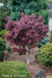 - FOR PICKUP ONLY | Acer palmatum 'Kurenai jishi' Red Lion Japanese Maple | DOES NOT SHIP - Mr Maple │ Buy Japanese Maple Trees