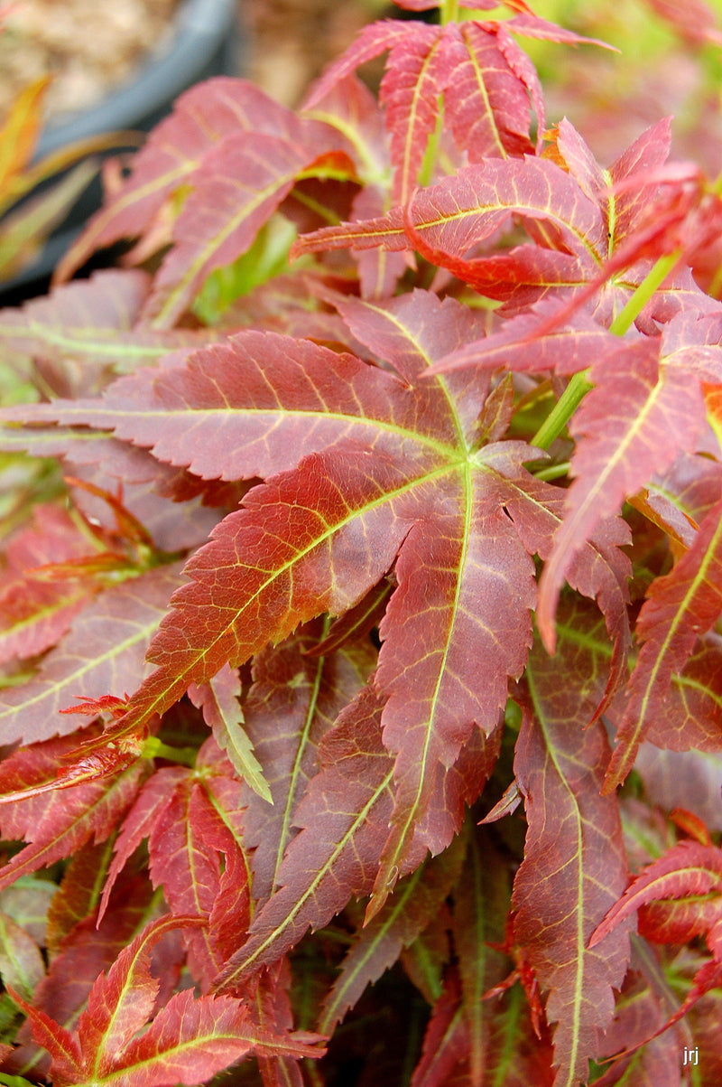 - FOR PICKUP ONLY | Acer palmatum 'Kurenai jishi' Red Lion Japanese Maple | DOES NOT SHIP - Mr Maple │ Buy Japanese Maple Trees