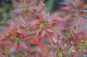 - FOR PICKUP ONLY | Acer palmatum 'Kurenai jishi' Red Lion Japanese Maple | DOES NOT SHIP - Mr Maple │ Buy Japanese Maple Trees