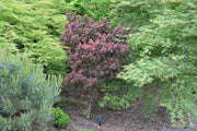 - FOR PICKUP ONLY | Acer palmatum 'Kurenai jishi' Red Lion Japanese Maple | DOES NOT SHIP - Mr Maple │ Buy Japanese Maple Trees