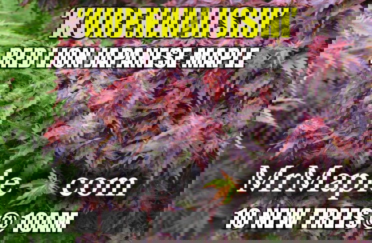 - FOR PICKUP ONLY | Acer palmatum 'Kurenai jishi' Red Lion Japanese Maple | DOES NOT SHIP - Mr Maple │ Buy Japanese Maple Trees