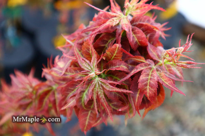 - FOR PICKUP ONLY | Acer palmatum 'Kurenai jishi' Red Lion Japanese Maple | DOES NOT SHIP - Mr Maple │ Buy Japanese Maple Trees