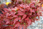 - FOR PICKUP ONLY | Acer palmatum 'Kurenai jishi' Red Lion Japanese Maple | DOES NOT SHIP - Mr Maple │ Buy Japanese Maple Trees