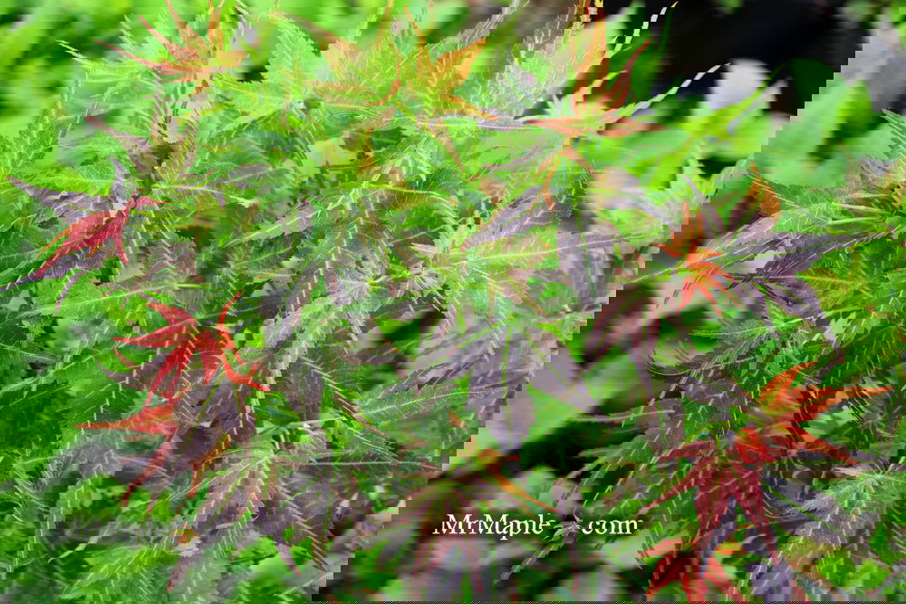 Buy Acer palmatum 'Kurenai jishi' Red Lion Japanese Maple — Mr